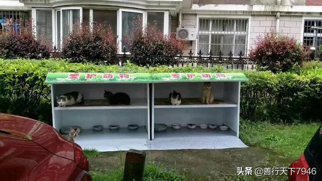收养流浪猫狗感染:为什么很多人收养流浪猫流浪狗，是因为善心吗？还是有利可图呢？