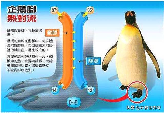 那蓝燕鸟怕冷吗:南极最低可达-100℃，企鹅的脚为什么不会被冻伤？