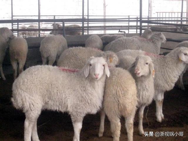 羊妊娠毒血症:羊下羔后，精神不振怎么回事？