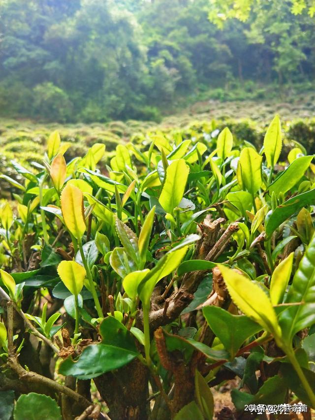 中国哪里产的绿茶最好，全国有好多产茶区，哪里的茶叶最受欢迎