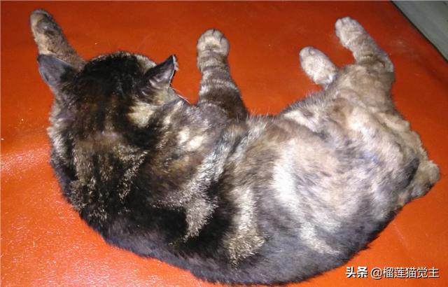 外国评价中国狸花猫:你见过最漂亮的狸花猫是什么样子的？