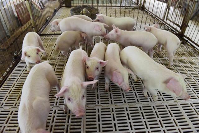 9日猪价跌满格,养猪全面亏损,为何还有猪企投资25亿元养猪？