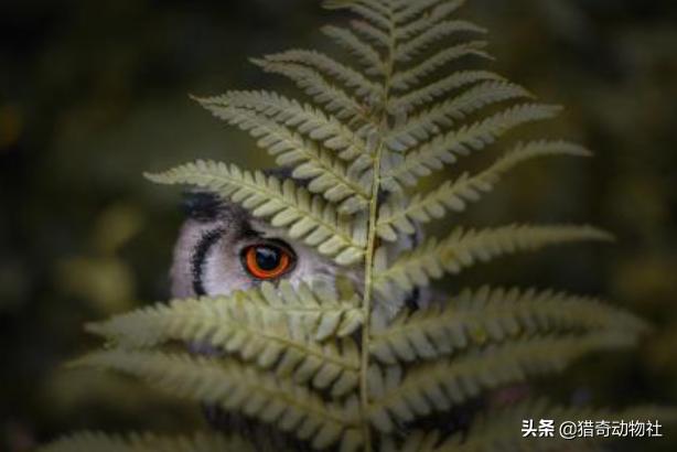 猫头鹰的生活习性:为什么猫头鹰总是闭一只眼？