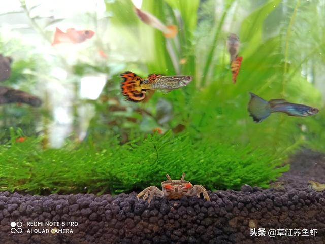 养鱼知识:养鱼小知识，鱼缸如何困水？
