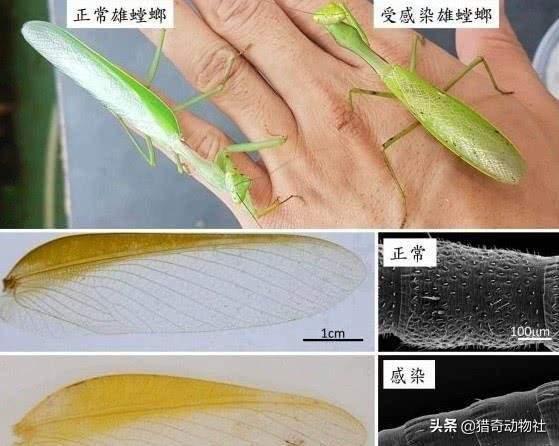 螳螂才跑河里自杀的?