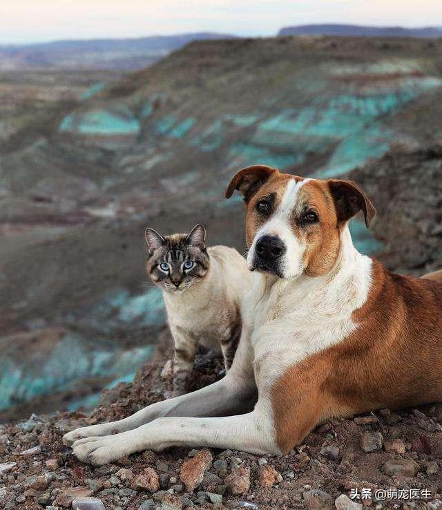 疫情封城封期间,那些流浪猫狗有谁投食?-百科网