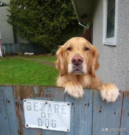 小型银狐犬图片:银狐犬最低价格是多少？你觉得怎么样？ 银狐犬小时候图片