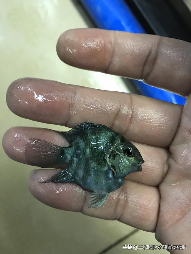 独角鹦鹉鱼怎么养起头:怎样能使迷你鹦鹉鱼产卵？