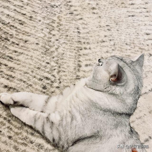 猫发情 叫声:怎样解决猫咪发情叫唤的问题？