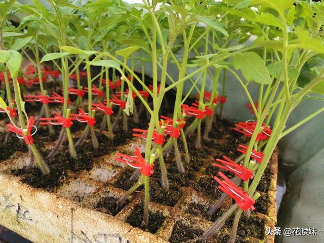 宝华玉兰:4月份种西红柿和茄子可以吗