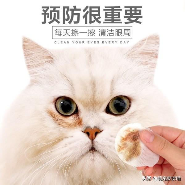 泪腺炎的症状及治疗方法:泪腺炎症状有哪些 猫咪有泪痕会发生什么？怎么治疗？