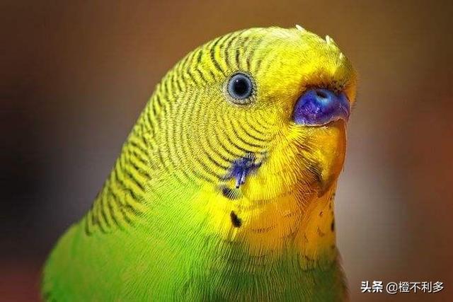 红额鹦鹉黄化:一只黄化鹦鹉一天吃多少？ 为什么玄凤鹦鹉黄化秃头
