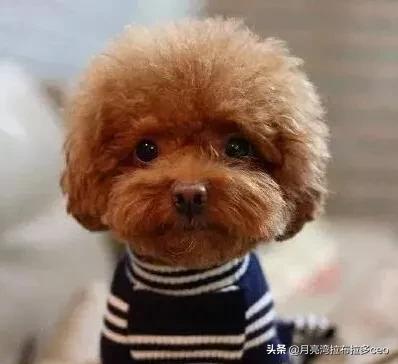 波士顿梗犬和法斗串:为什么都不建议养泰迪犬？