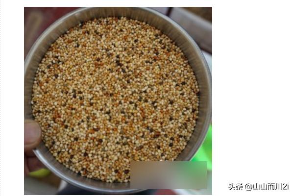 虎皮鹦鹉怎么养:虎皮鹦鹉怎么养粘人 你们有过哪些养虎皮鹦鹉的经验？