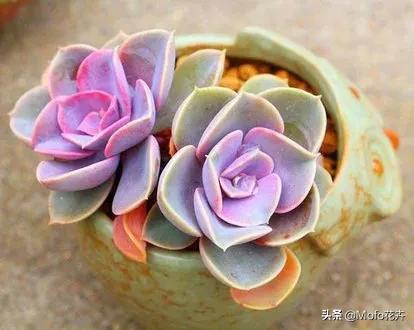 紫珍珠:多肉植物紫珍珠叶子变软蔫了怎么办？