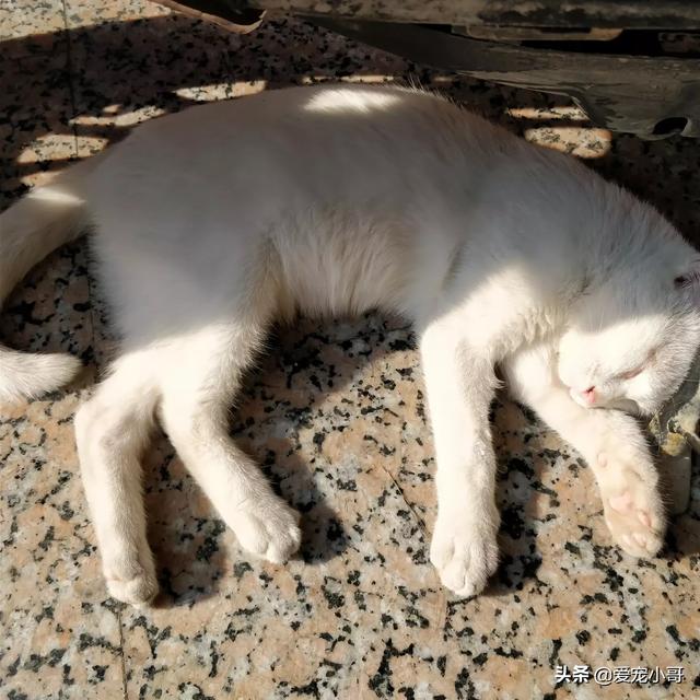 自动猫砂盆:出门三四天猫咪自己在家需要注意什么吗？