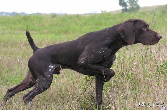 波音达猎犬:最好的小型猎犬品种是什么？