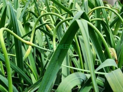 季节不等人,只有抓紧时间抽完蒜苔,大蒜才能更好地供应蒜头生长