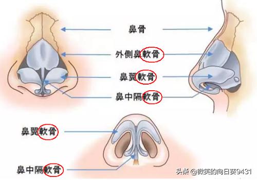 人鼻腔结构图:鼻子透光能证明是整容的吗？