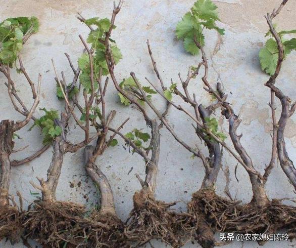 葡萄种植方法和时间:阳台葡萄种植时间和方法 葡萄树的管理方法葡萄种植几年结果？