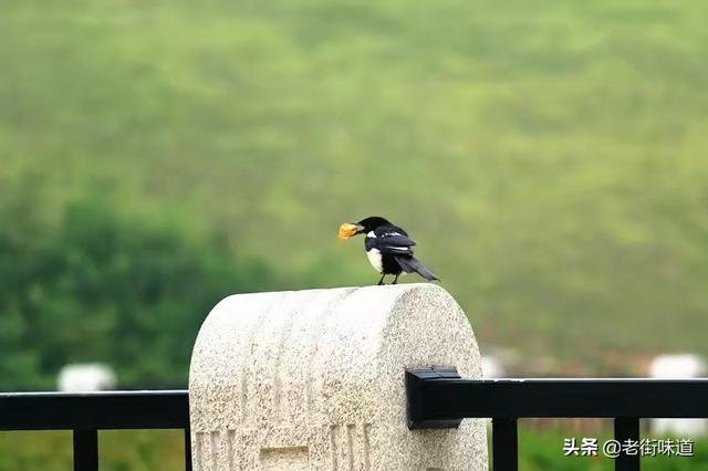 鸟鸣涧古诗唐王维怎么写:王维的《鸟鸣涧》是描写秋天还是描写春天？
