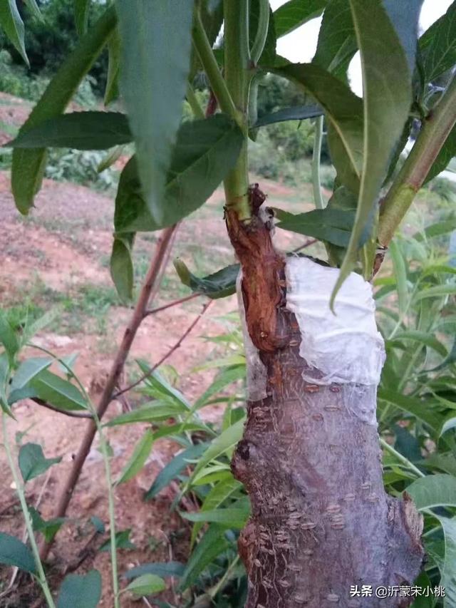 繁殖:如果说进化的终极目的是繁殖，那人类繁殖的目的是什么？