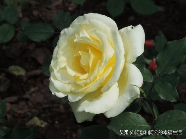 欧洲月季花品种介绍:月季花品种介绍大全 月季的种类有哪些，常见月季品种介绍大全？