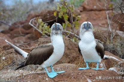 雀尾螳螂虾:雀尾螳螂虾捕食大鱼吗？为什么？
