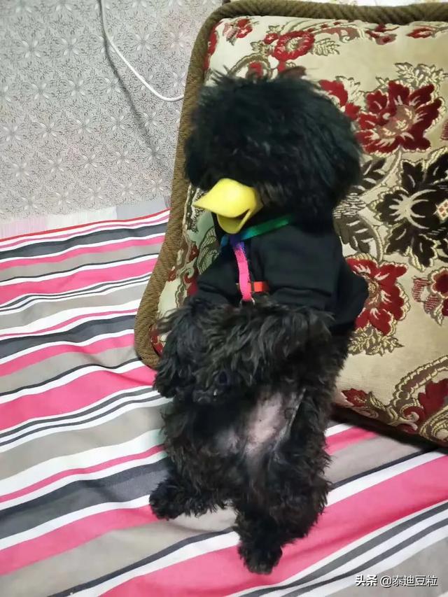 养宠物狗狗:问一下，养的宠物狗在什么情况下会咬人？怎么预防爱犬咬人？