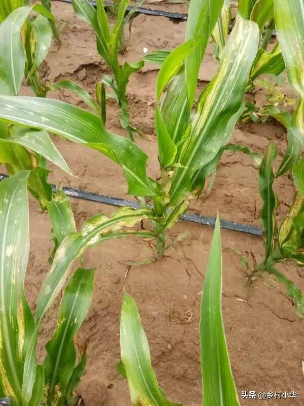 头条问答 - 丙环唑防治玉米什么病?(8个回答)