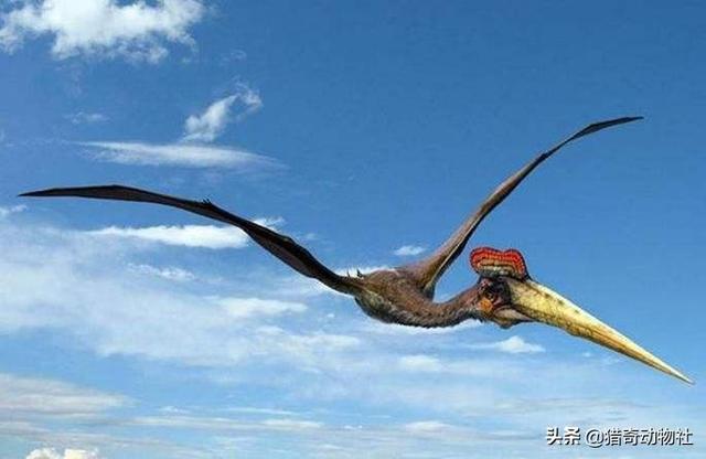 翼龙还活着吗，请问在恐龙时代，翼龙是怎么可能在天空上飞的呢它没有羽毛吗
