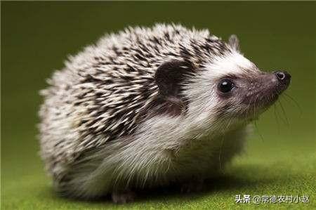 野生刺猬的生活习性:刺猬的特征和生活习性是什么？ 野生刺猬的习性