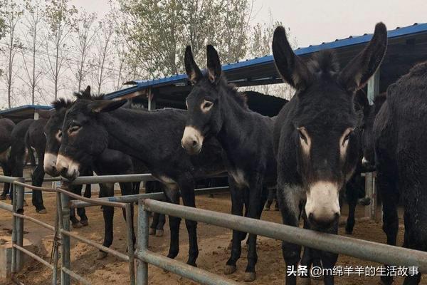 今年养殖什么前景好？