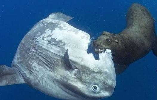 被吃了一半也不懂反抗的翻车鱼,为何不会灭绝?