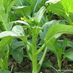 十字花科蔬菜软腐病:十字花科蔬菜软腐病的防治措施包括 芹菜黑根，软腐病怎么办？