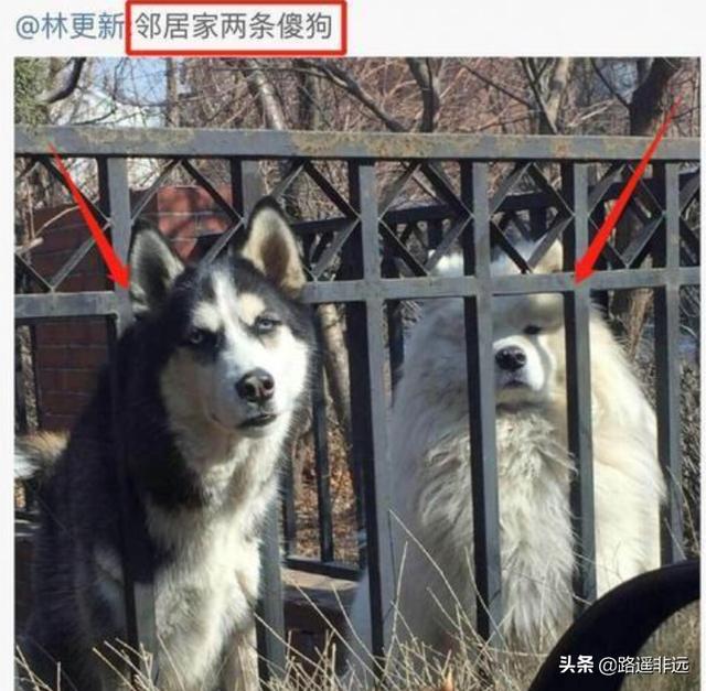林更新活跃像粉头:林更新为什么叫“林狗”，他的微博真的很搞笑吗？