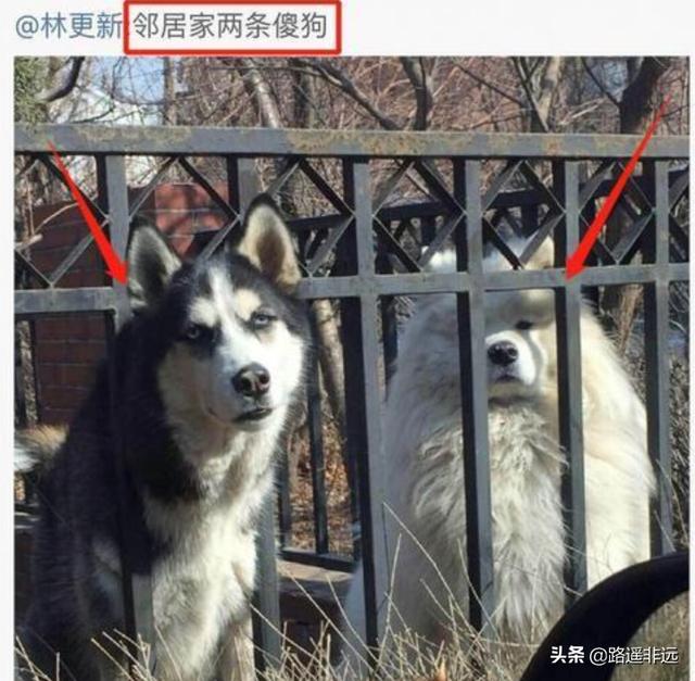 samoyedboy的微博:为什么说林更新是娱乐圈的一股清流？