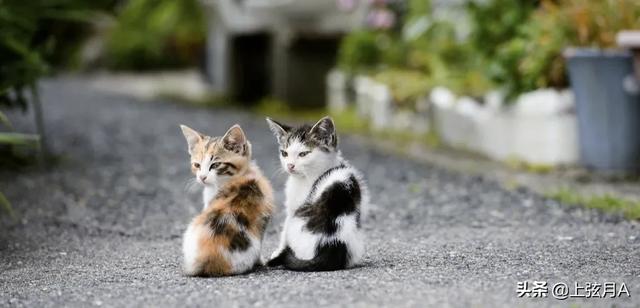 十二生肖里没有猫，而老鼠却排名第一的传说到底是怎样的呢？