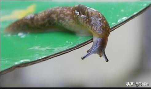 没有壳的蜗牛叫什么,那种很像蜗牛没有壳的生物叫什么？