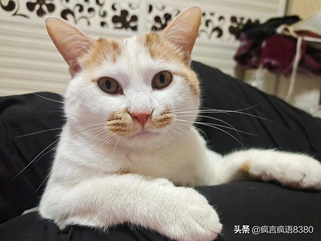 猫咪吃什么天然猫粮好:请问猫咪到底吃什么猫粮好呀，选到头秃？