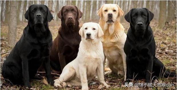 黑拉不拉多犬比别的色贵吗:拉布拉多黑色好还是白色好？