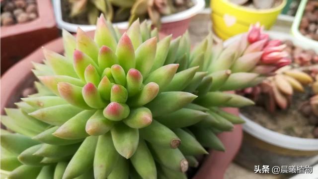 王玉珠帘多肉植物图片:这是什么品种的多肉植物？