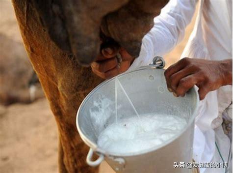 骆驼奶可以壮阳吗，骆驼奶粉的功效和作用，真的比牛奶粉好的多吗
