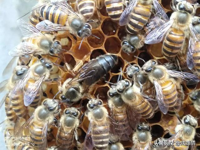 防止金环胡蜂侵扰蜜蜂用什么药好？