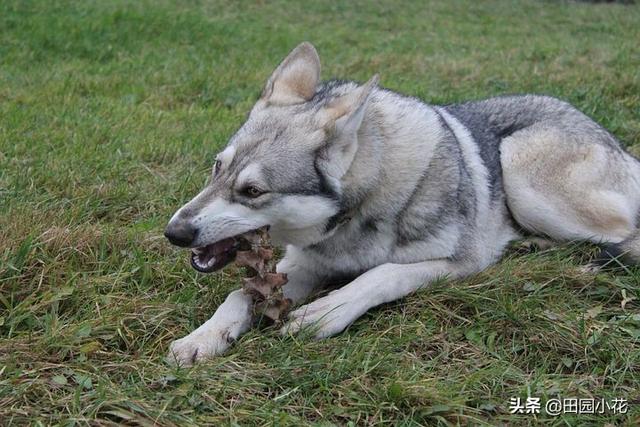 缉毒犬偷吃薯条:你知道狗狗为什么喜欢跟着你吗？