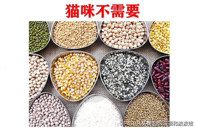 猫咪吃西瓜桃香瓜可以吗:猫咪可以吃香瓜吗 对猫咪有益的食材有哪些？