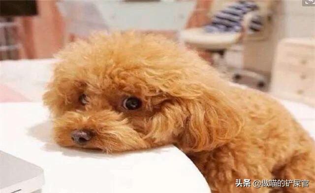 女孩教训狗狗罚站:泰迪犯错后，哪些部位不能打呢？