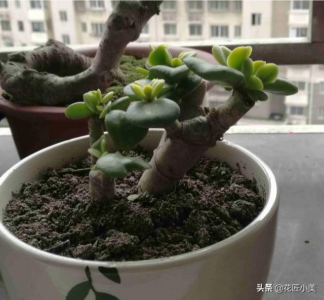 魔南景天夏季落叶怎么办:盆栽的玉树，夏季休眠吗？夏季应该怎么养？
