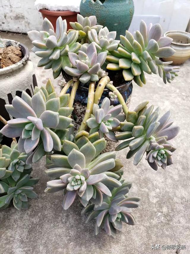 冬天适合养的多肉植物有哪些？