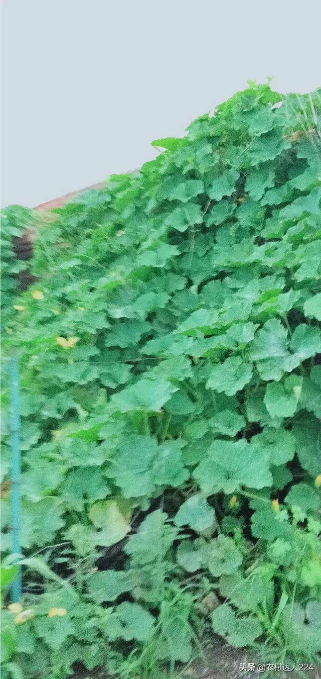 筐蛇尾值钱吗:地摊上的假古玩，到底是哪来的？